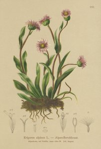 Alpen Vlooienkruid