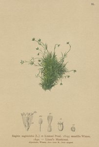 Alpen Pearlwort door German School