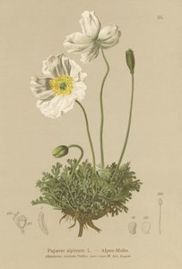 Alpen Papaver door German School