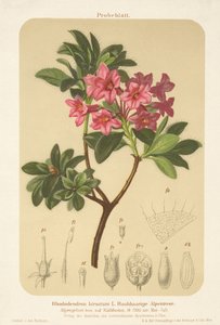 Alpenroos (Rhododendron hirsutum) door German School