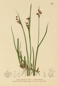 Alpen Riet (Juncus alpinus, Juncus alpinoarticulatus) door German School