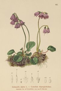 Alpen Sneeuwklokje (Soldanella alpina) door German School