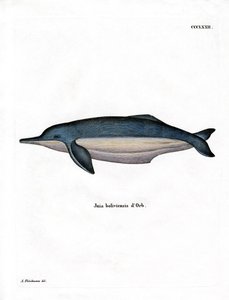 Amazone-rivierdolfijn