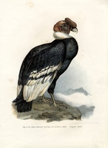 Andescondor, 1864