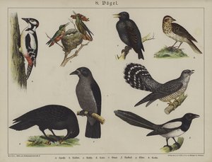 Dieren