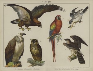 Dieren
