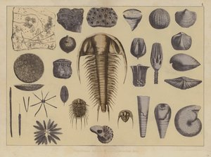 Dieren van het vroege Paleozoïcum (kleur litho) door German School