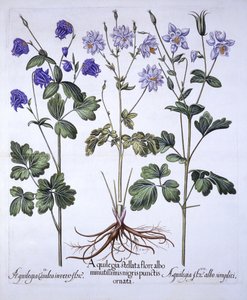 Akelei, uit Hortus Eystettensis, door Basil Besler, 1613 door German School