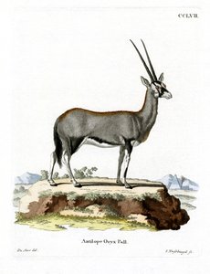 Arabische Oryx door German School
