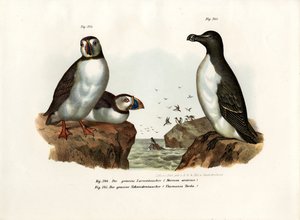 Papegaaiduiker, 1864 door German School