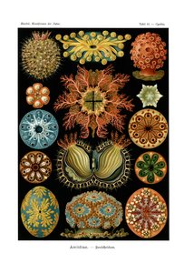 Ascidiae door German School