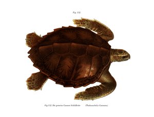 Atlantische Ridley