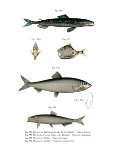 Atlantische Saury door German School
