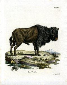 Oeros