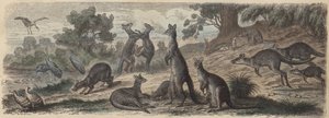 Australische dieren in het wild (gekleurde gravure)