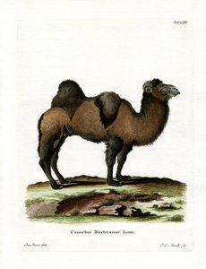 Bactrische Kameel