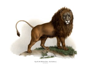 Berberleeuw, 1860