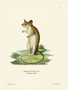 Naaktstaartwolopossum