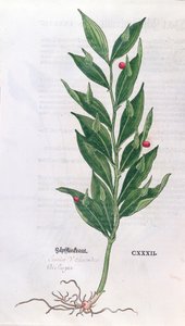 Laurierboom, illustratie voor Het Herbarium door Leonhart Fuchs (1501-66), gepubliceerd in Basel, 1555 (kleurgravure)
