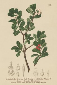 Berendruif