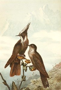 Baardhelmkuifjes, plaat uit "Brehms Tierleben: Allgemeine Kunde des Tierreichs", deel 4, p. 675, uitgegeven door Bibliographisches Institut door German School