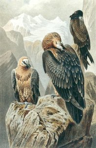 Baardgier, plaat uit "Brehms Tierleben: Allgemeine Kunde des Tierreichs", vol.6, p.415, uitgegeven door Bibliographisches Institut door German School