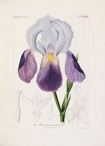 Baardiris, gegraveerd door Ch. Schnorr