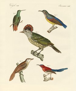 Mooie en vreemde vogels door German School