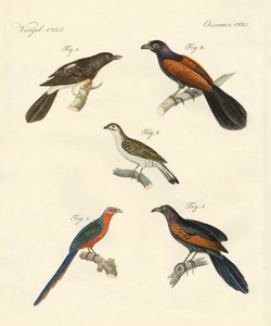 Mooie klimmende vogels