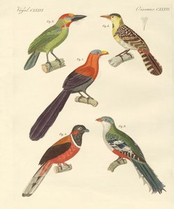 Mooie buitenlandse vogels