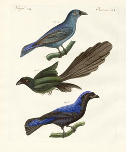 Mooie buitenlandse vogels