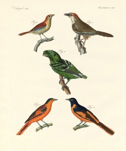 Mooie en vreemde buitenlandse vogels door German School