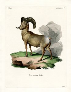 Grotehoornschapen