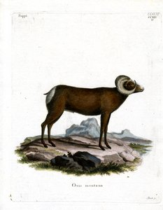 Bighorn schaap door German School