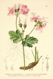 Grootwortel Ooievaarsbek