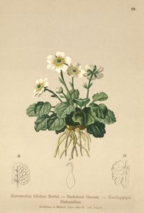 Bilobo Boterbloem