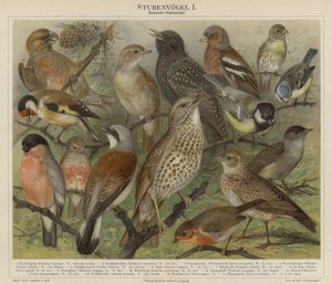Vogels