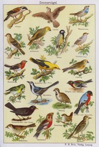 Vogels (kleurenlitho) door German School