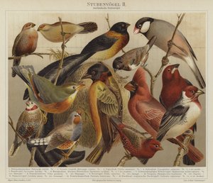 Vogels