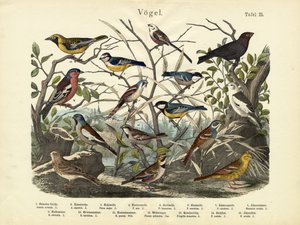 Vogels, c.1860