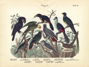 Vogels, ca. 1860