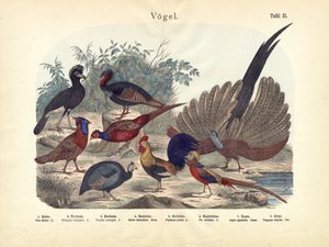 Vogels, ca. 1860 door German School