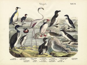 Vogels, ca. 1860 door German School