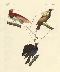 Paradijsvogels