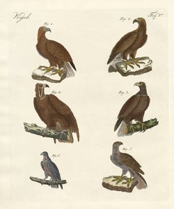 Roofvogels door German School
