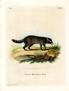 Zwartvoetwasbeer