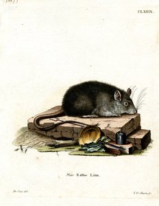 Zwarte Rat