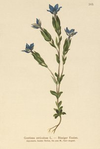 Blaasgentiaan