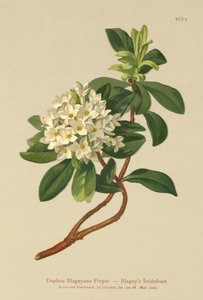 Blagays Daphne (Daphne Blagayana Freyer)