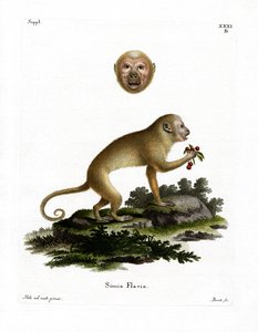Blonde Kapucijnaap